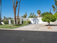 a driveway with palm trees in the yard and a white gated entrance into a white house