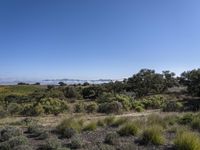 an arid field with some trees and bushes in the middle of it, and mountains on the horizon