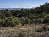 an arid field with some trees and bushes in the middle of it, and mountains on the horizon