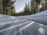 California's Winter: Woody Plants and Asphalt Roads