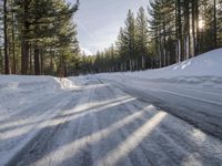 California's Winter: Woody Plants and Asphalt Roads