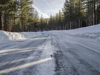 California's Winter: Woody Plants and Asphalt Roads