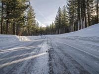 California's Winter: Woody Plants and Asphalt Roads