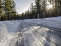 California's Winter: Woody Plants and Asphalt Roads