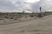 California Yucca Valley Desert Landscape