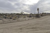 California Yucca Valley Desert Landscape