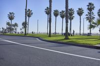 palm trees are lining the road at a public park on a beach day next to the ocean