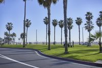 palm trees are lining the road at a public park on a beach day next to the ocean