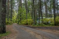 an image of a campsite in a forest with a car in the distance on the road