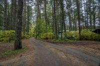 an image of a campsite in a forest with a car in the distance on the road