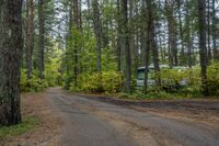 an image of a campsite in a forest with a car in the distance on the road