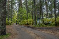 an image of a campsite in a forest with a car in the distance on the road