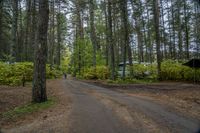 an image of a campsite in a forest with a car in the distance on the road