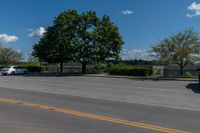 two trees are in the background, near a roadway on a sunny day the road and grass are very low