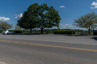 two trees are in the background, near a roadway on a sunny day the road and grass are very low