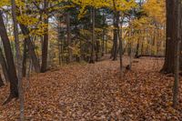 the leaves are all over the ground and on the ground, and in front of the trees