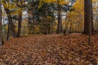 the leaves are all over the ground and on the ground, and in front of the trees