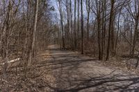 Canada Deciduous Forest under Clear Sky 001