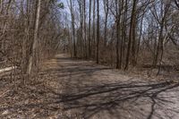 Canada Deciduous Forest with Clear Sky