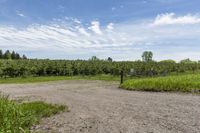 Canada: Dirt Road with Lush Grass and Trees