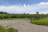 Canada: Dirt Road Through Lush Grass and Trees