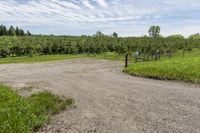 Canada Dirt Road Through Lush Grass and Trees 003