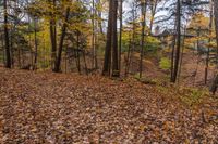 an image of some leaves on the ground in front of trees and foliage in a forest