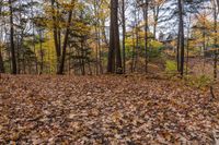 an image of some leaves on the ground in front of trees and foliage in a forest