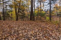 an image of some leaves on the ground in front of trees and foliage in a forest