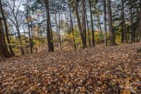 Canada Forest Landscape under Clear Sky