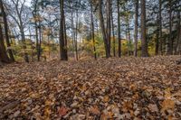 Canada Forest Landscape under Clear Sky