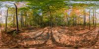 a view through a window panoramical of fall leaves falling on ground, trees in the foreground