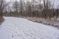 Canada Forest Road: Off-Road Track through the Forest