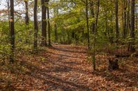 Canada Forest Road Straight Down Sunlight Lush