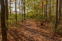 Canada Forest Road Straight Down Sunlight Lush