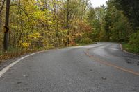 this is an image of an empty road in the woods with trees on both sides