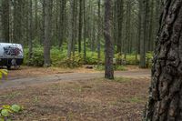 two vehicles in the woods parked next to each other near a road and some trees