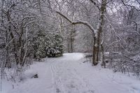 the trail leads up into the trees in the snow, with tracks in the road