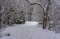 the trail leads up into the trees in the snow, with tracks in the road