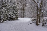 the trail leads up into the trees in the snow, with tracks in the road