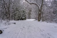 the trail leads up into the trees in the snow, with tracks in the road