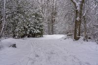 the trail leads up into the trees in the snow, with tracks in the road