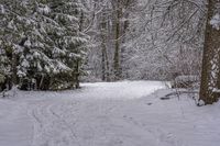 the trail leads up into the trees in the snow, with tracks in the road