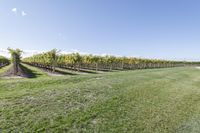 Canada Green Field: Rural Agriculture 002