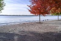 Colorful Leaves on Ontario Shoreline of Lake Ontario in Canada (005)