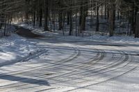 Canada Landscape: Forest Road