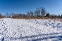 Canada Landscape: Ontario Forest and Grass