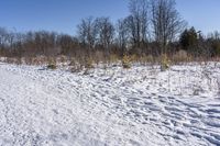 Canada Landscape: Ontario Forest and Grass