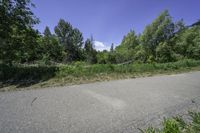 a empty road in front of trees and bushes with a tree branch on the curb