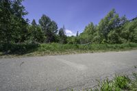 a empty road in front of trees and bushes with a tree branch on the curb